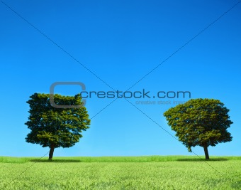 field and trees