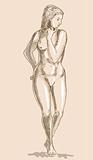 Drawing of the female human anatomy figure