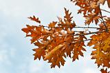 Oak Leaves in Autumn