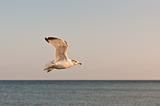 Seagull in Flight Over a Lake