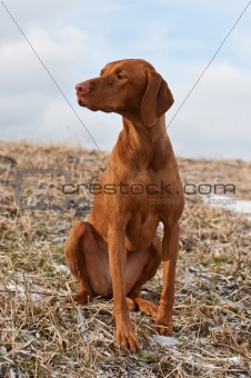 Vizsla Dog Sitting in a Snowy Field
