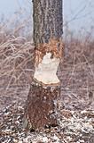 Tree Chewed by a Beaver