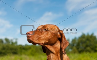 Hungarian Vizsa Dog Closeup