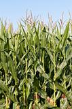 Stalks of Corn Growing in a Field