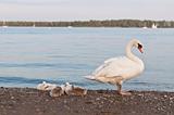 Mute Swan with Cygnets on a Beach