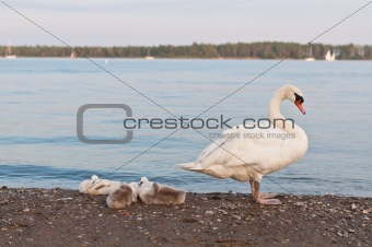 Mute Swan with Cygnets on a Beach