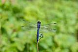 Blue Dragonfly with Green Background