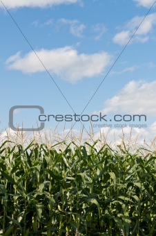 Corn Stalks Growing in a Field