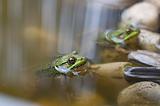 Two Green Frogs in a Pond