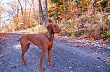 Vizsla Dog Standing on a Road in Autumn