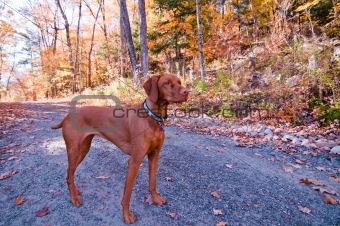 Vizsla Dog Standing on a Road in Autumn