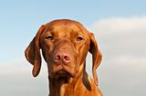Portrait of a Hungarian Vizsla Dog