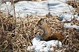 Red Squirrel Feeding in Winter