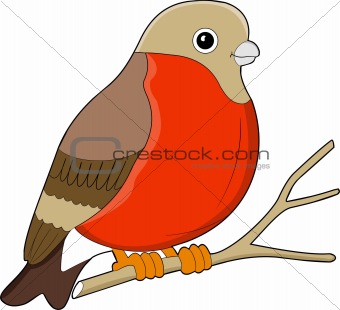 Vector illustration of the bird on white isolated background