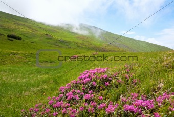 Rhododendron flowers in summer mountain 