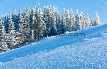 Snow surface on mountainside and fir forest behind.