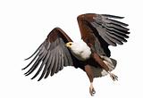 African Fish Eagle isolated