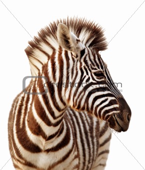 Zebra portrait isolated