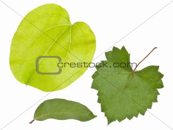 Variety of Fresh Green Leaves