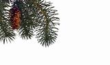 Winter Pine Tree Background or Border