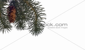 Winter Pine Tree Background or Border
