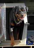 rottweiler in a box