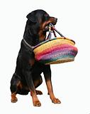 rottweiler and bag