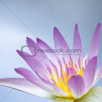 pink lotus