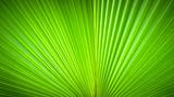 Abstract image of leaves