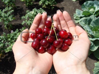 Cherries and hand