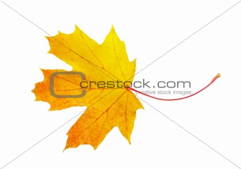autumn maple leaf 