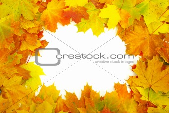  autumn maple leaves