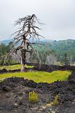 Dead tree in lava field
