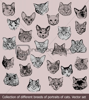Set breeds of portraits of cats. Vector