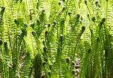 Green leaves of wild young fern for background