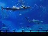 aquarium tank with whale shark