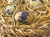 eggs of quail
