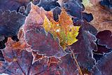Autumn leaves with frost