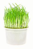 Pot with grass