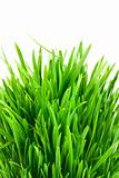  green grass