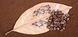 Coffee grains on leaf