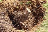 felled tree roots removed soil sand on garden