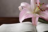 Easter lily and bible