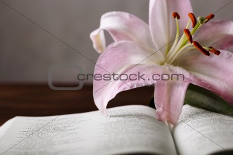 Easter lily and bible