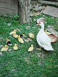 Duck family
