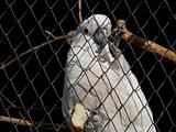 Parrot cockatoo