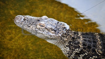 Alligator smile