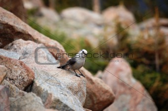 Bird on rock