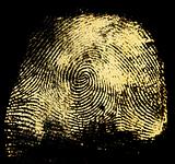 Human fingerprint 