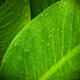 water drop on  leaves